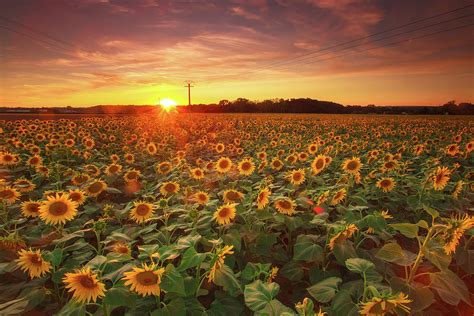 Sunflower Field In Sunset Photograph By Tu Xa Ha Noi Pixels