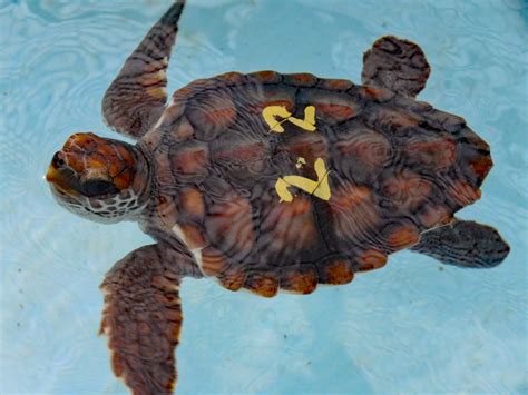 Loggerhead Sea Turtle Regenaxe