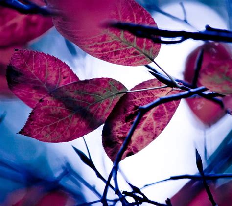 Leaves Leave Nature Pink Hd Wallpaper Peakpx