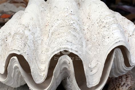 Partially Open Giant Clam Shell Sun Bleached White Stock Photo