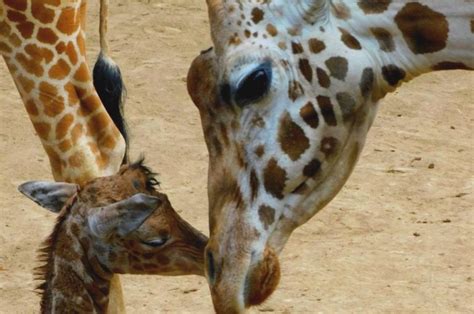 El Zoológico De Chapultepec Tiene Un Nuevo Integrante Una Jirafa Bebé