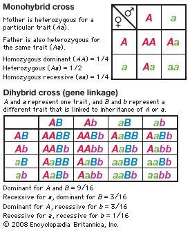 Example solves a two trait (two factor) test cross which can then. monohybrid cross: monohybrid cross and dihybrid cross representations | Encyclopedia Britannica