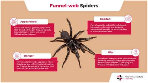 Need To Know Facts About The Funnel Web Spider