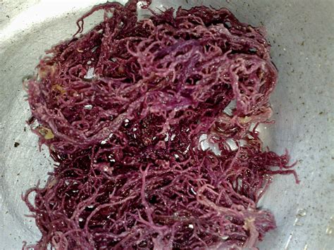 Untuk melihat detail lagu rumpai laut sabah klik salah satu judul yang cocok, kemudian untuk link. Dariku Untukmu: Rumpai Laut Semporna,Sabah.