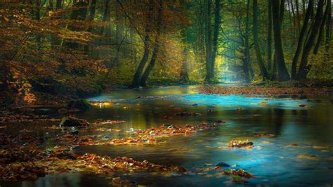 Enchanted Autumn Stream Backiee