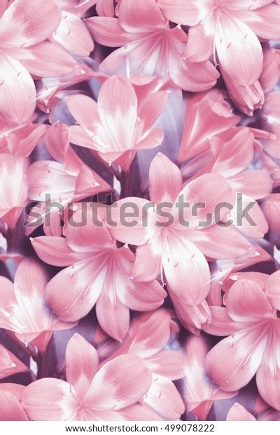 Star Lily Flower Background Stock Photo 499078222 Shutterstock