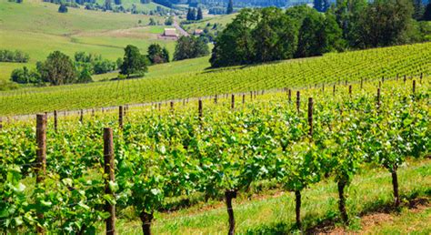 Want To Buy A Vineyard In France Heres How To Do It