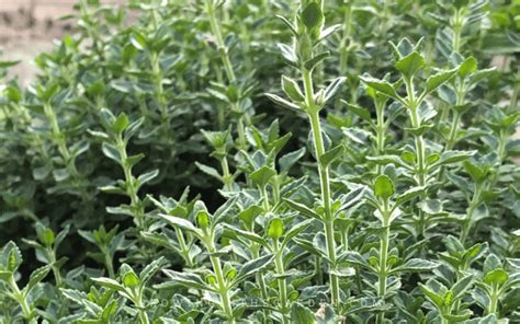 How To Grow Thyme Growing In The Garden