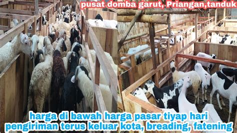 Harga Domba Terbaru Mulai 1450000 Bakalan Bibitan Indukan Garut