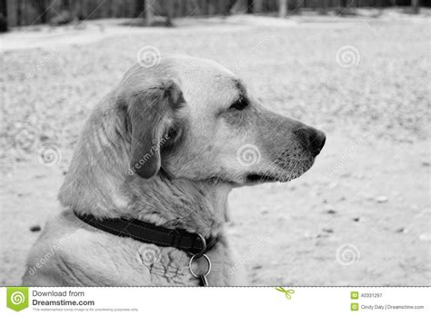 Golden Labrador Stock Image Image Of Love White Lovable 40331297