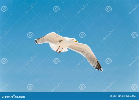 Closeup Of A Flying Sea Gull On Blue Sky Stock Image Image Of Alone