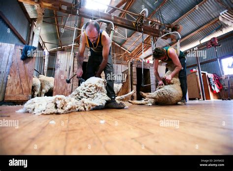 Sheep Shearing In The Australian Outback Stock Photo Alamy