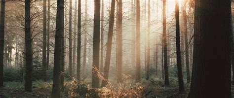 Download Wallpaper 2560x1080 Trees Forest Rays Bushes Dual Wide
