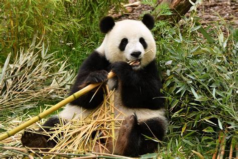 Los Pandas Gigantes No Est N En Extinci N Pero Siguen En Peligro