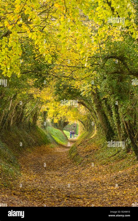 Tree Tunnel At Halnaker Hi Res Stock Photography And Images Alamy