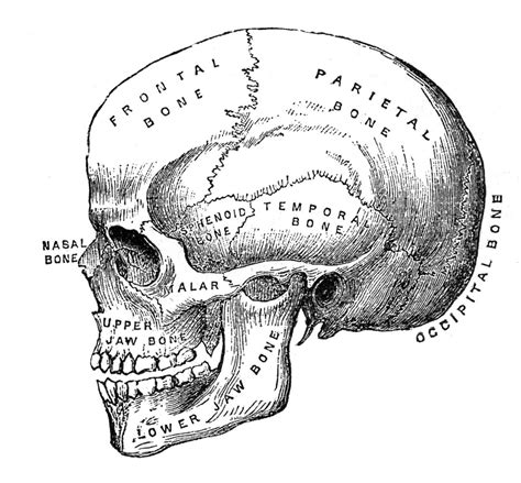 Back Of Skull Anatomy Labeled Multi Colored Skull Inferior View