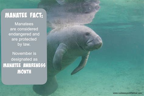 7 Fun Facts About Manatees Youtube Riset