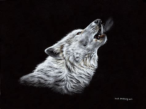 They always hunt in packs, never by themselves. White Wolf Howling Drawing by Sarah Stribbling