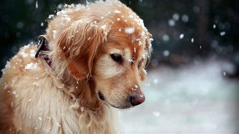 Brown Dog In Snow Falling Background Hd Dog Wallpapers Hd Wallpapers