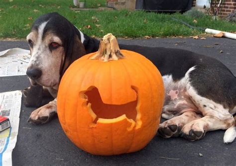 Were Obsessed With The New Dog O Lantern Halloween Trend Basset