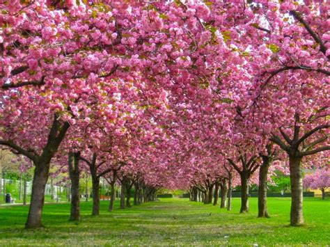 Jenis bunga sakura jepang hikanzakura kanzakura yamazakura dan berbagai macam jenis lainnya lengkap dengan penjelasannya. Gambar 14 Tempat Terbaik Melihat Bunga Sakura Mekar Jepang ...