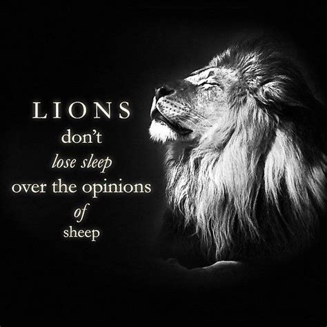 Lions Don T Lose Sleep Over The Opinions Of Sheep By Mithrandir24