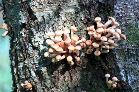 Honey Mushrooms Grow On A Tree Stock Image Image Of Grow Boletus