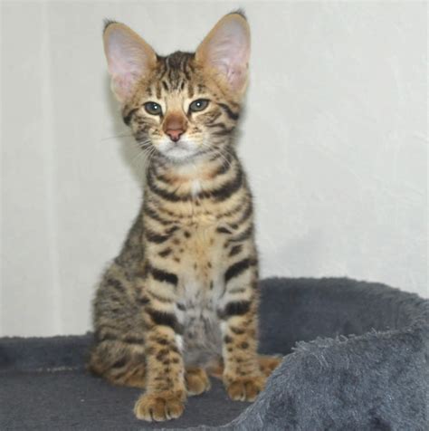 F2 Savannah Kittens Available in Ohio Savannah Cats Call ...