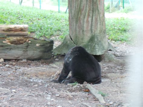 Wasserfreizeitpark montag und mittwoch bis freitag: A' Famosa Safari Wonderland, Malacca, Malaysia | Malacca ...