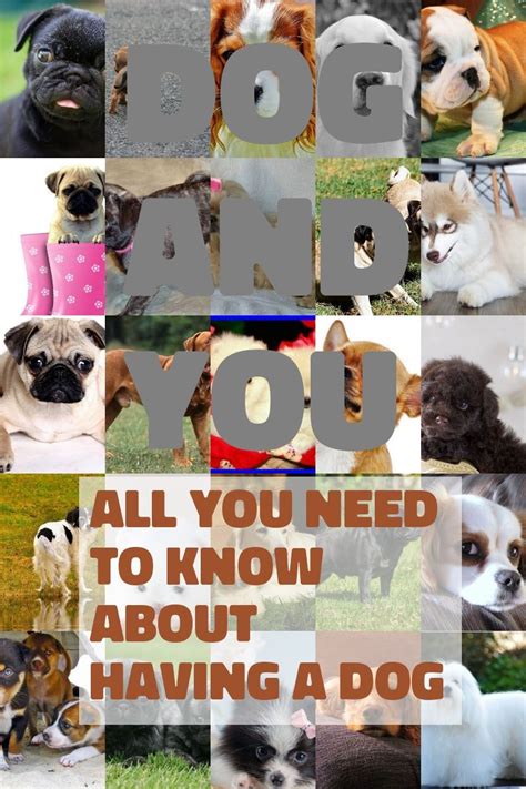 Doing The Best You Can For Your Dog | Low maintenance dog ...