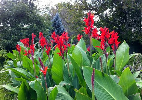 Decampstudio Canna Lilies