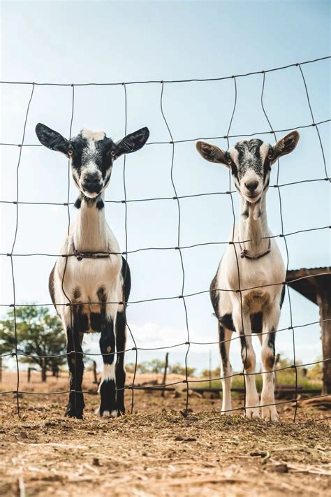 What Is Commercial Goat Farming In 2023 Anim Farm