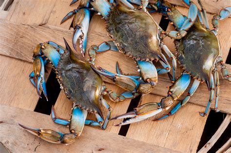 What Makes Maryland Blue Crabs Better Than Other Crabs Blog