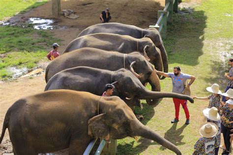 Kanta Elephant Sanctuary Experience Half Day Tour - KKday