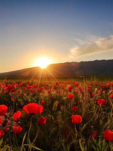 Wallpapers Sunrises And Sunsets Poppy Fields Sun Nature Flowers Ipad
