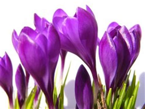 We did not find results for: Indoor Winter Flowering Plants