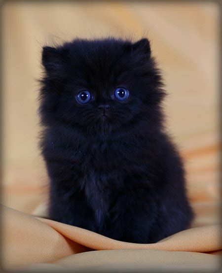 Black Teacup Persian Kittenpre Loved Persian Kittens For Sale 660