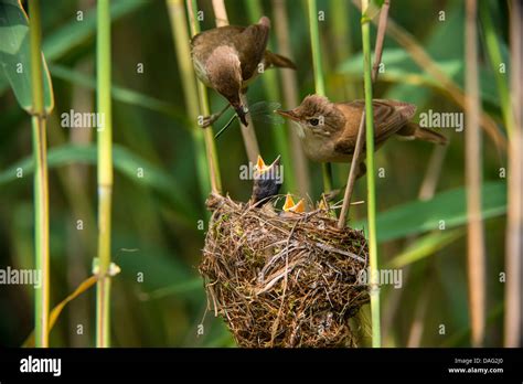 Reed Warbler Acrocephalus Scirpaceus Pair Feeding Their Chicks In