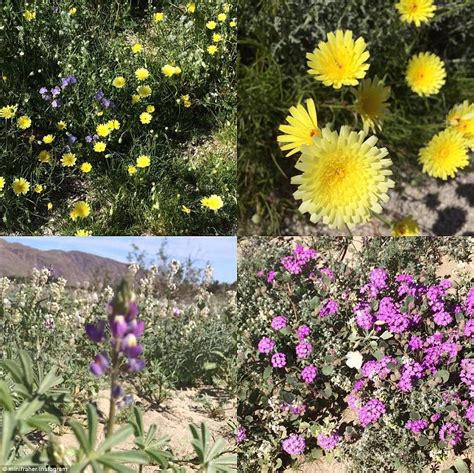 California Desert Has Stunning Wildflower Superbloom Daily Mail Online