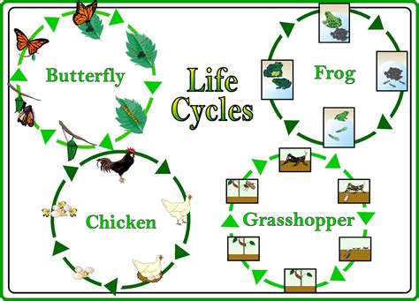 Science Posters Life Cycles