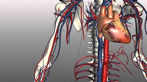 Veins Of The Body Part 1 Anatomy Tutorial Youtube