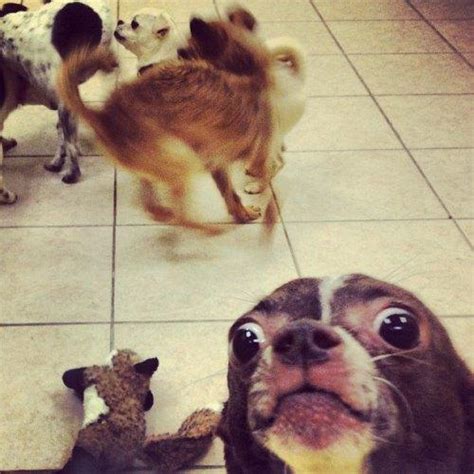 25 Of The Best Animal Photobombs Of All Time
