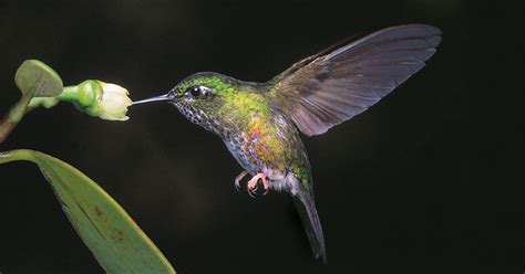 Five Of South Americas Rarest Hummingbirds And Where To See Them