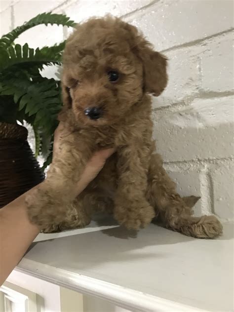 The price of maltipoo puppies for sale in houston will vary from breeder to breeder. Maltipoo Puppies For Sale | Houston, TX #244169 | Petzlover