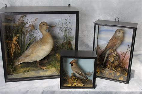 William Hales Taxidermist - Taxidermy of Mammals, Birds & Fish