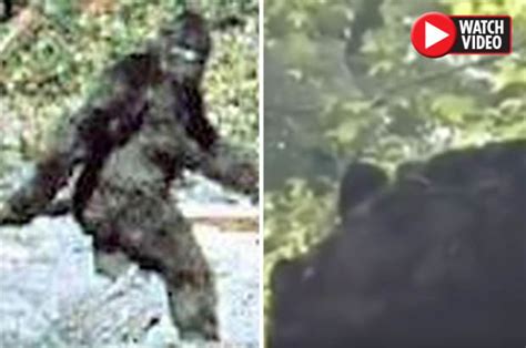 Bigfoot Spotted Bizarre Creature Leaves Russian Tourists Terrified