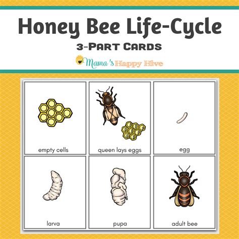 Printable Bee Life Cycle Worksheet Printable World Holiday