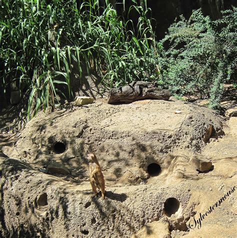 Amazing Wild Animals Meerkats