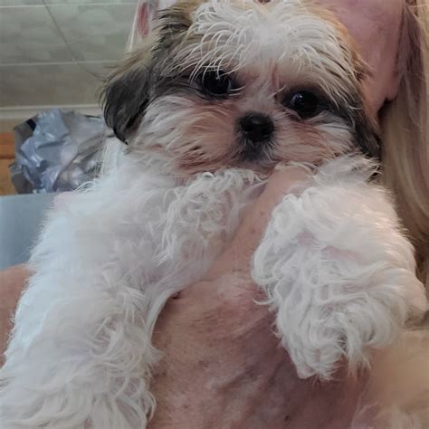 Get healthy pups from responsible and professional breeders at puppyspot. Shih Tzu Puppies For Sale | Newport, MI #309665 | Petzlover
