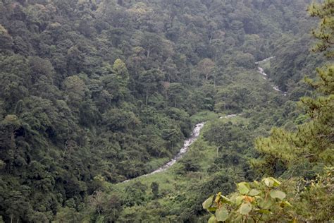 Akhirnya, Rusa Timor Hasil Penangkaran Dilepasliarkan ke Habitatnya